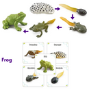 Animals and Insects Life Cycle Toy Set