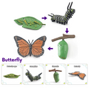 Animals and Insects Life Cycle Toy Set