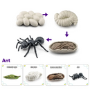 Animals and Insects Life Cycle Toy Set