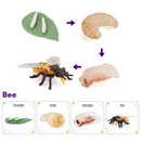 Animals and Insects Life Cycle Toy Set