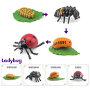 Animals and Insects Life Cycle Toy Set